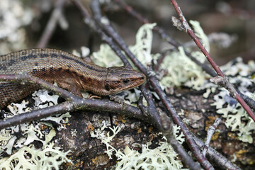 A Common Lizard, Zootoca vivipara, warming itself on a log pile in springtime.