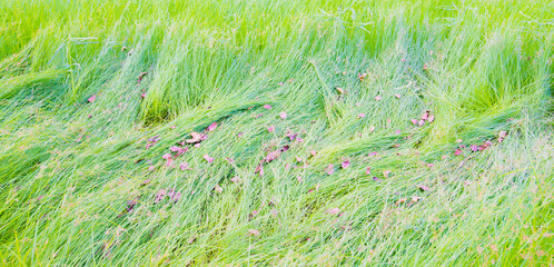 green grass in the wind