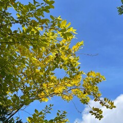 Branches of  tree with yellow leaves against blue sky