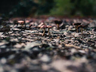 Mushrooms in the forest