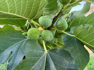 Bunch of green figs on a fig tree. 
