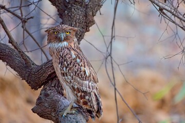 Brown Fish-owl perched on a tree looking at the camera