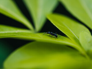 Ant on a leaf