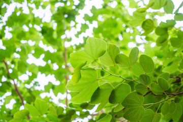 Natural plant green leaf in garden with bokeh background