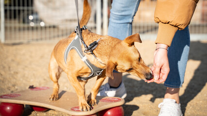Hund in Hundeschule steht auf Balancebrett und bekommt zur Belohnung Leckerli
