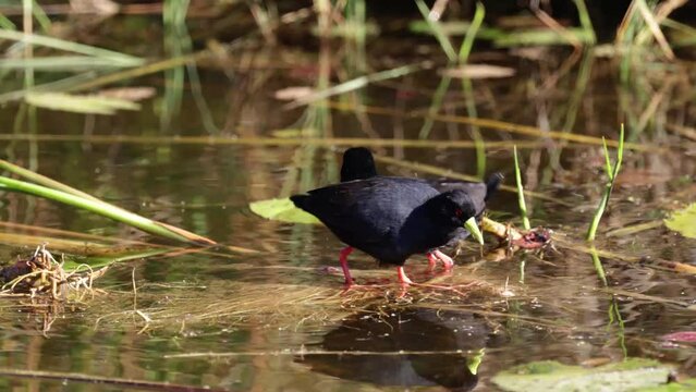 A pair of black crakes walking on water