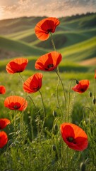 Obraz premium Field of red poppies in meadow.