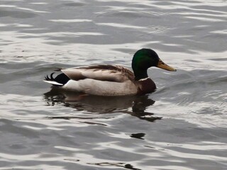 Obraz premium duck on the water