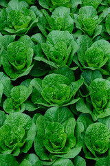 Chinese cabbage crops growing at field