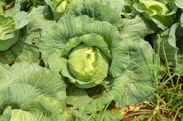 organic cabbage in the garden