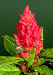 Blooming red Celosia on a green background