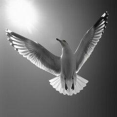 Obraz premium white dove flying in the sky
