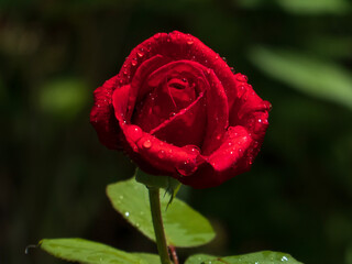 Close-up of vibrant red rose with fresh water droplets.
