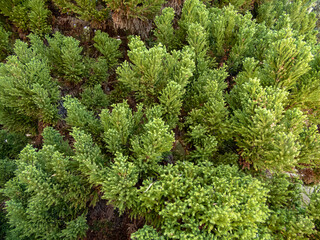 Cryptomeria japonica or Japanese cedar branches.
