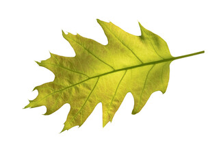 Bright green oak tree leaf isolated transparent png.