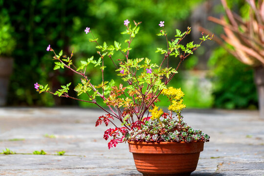 Potted sedum and cranesbill plants
