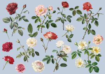 Beautiful rose in illustration style