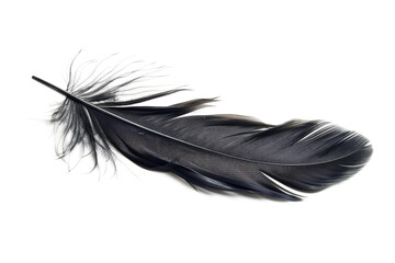 black feather isolated © David Kreuzberg