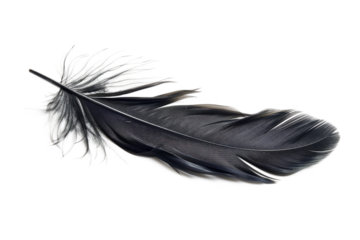 black feather isolated