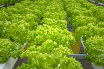 Fresh green lettuce ready to harvest from hydroponic installation in the green house