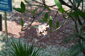 Plumeria is a fragrant tropical tree known for its waxy, five-petaled flowers in white, yellow,...