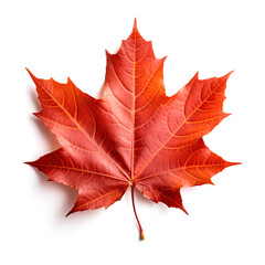 Obraz premium Colorful autumn maple leaf cut out