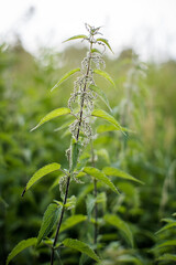 Nettle is a type of common plant with interesting health properties.
