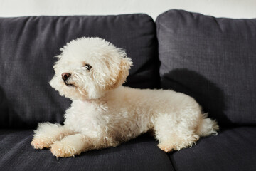 Small white Bichon Frise dog peacefully sitting atop black couch.