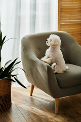Small white dog sitting in chair next to potted plant.