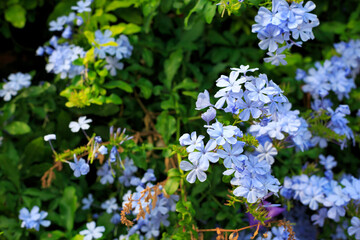 background with small blue flowers