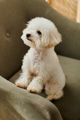 Small white Bichon Frise dog sitting on top of a cozy couch indoors.