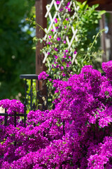 Purple Bougainvillea flower on fence