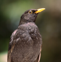 Portrait of a starling in the park