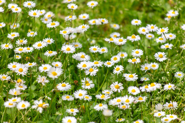 Chamomile flowers grow on green grass