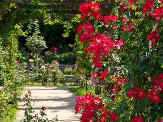 赤い薔薇が咲く薔薇園の風景