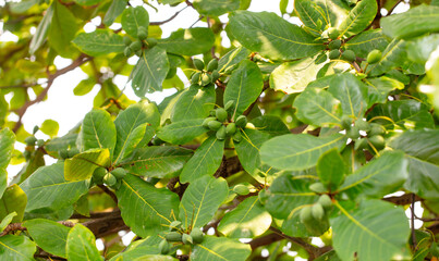Indian almonds on the tree. Close-up
