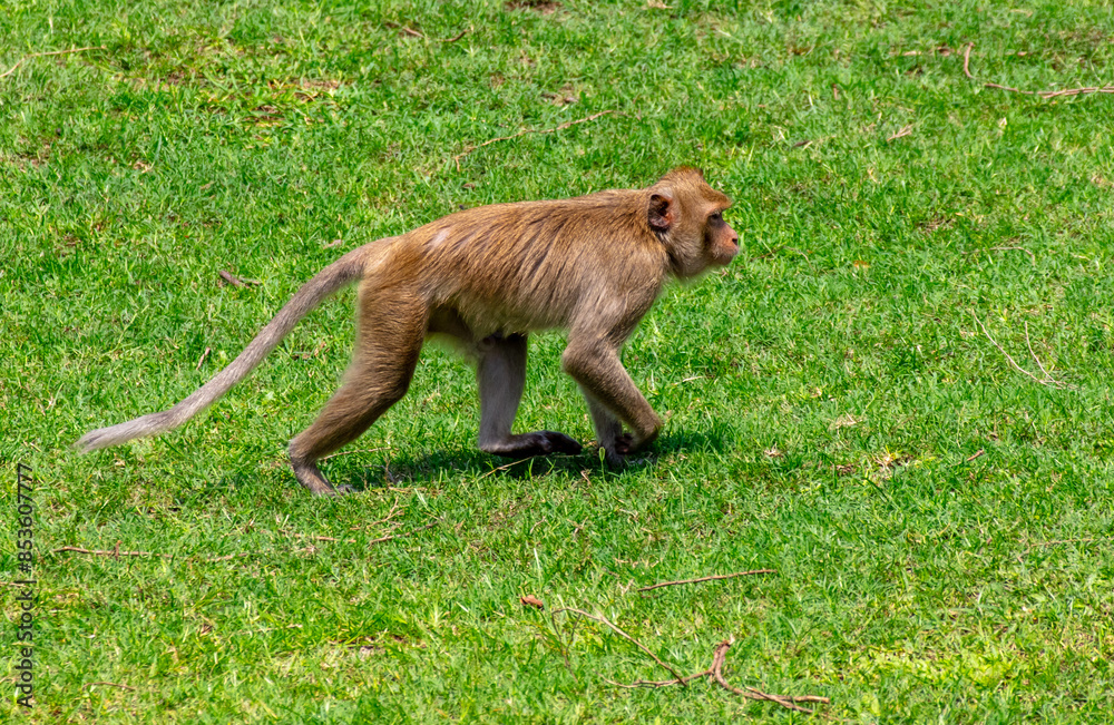 Sticker monkey outdoors in a tropical park