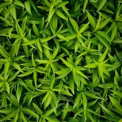 Fototapeta premium Tarragon texture background, estragon leaf banner, Artemisia dracunculus pattern, fresh herbal leaves