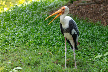 Portrait of a stork in the zoo