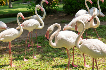 Pink flamingo birds in the park
