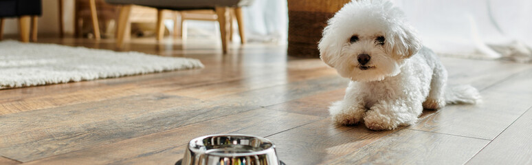 Small white dog joyfully stands on hardwood floor.