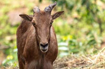 Fototapeta premium Portrait of a goat in the park