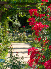 赤い薔薇が咲く薔薇園の風景