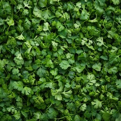 Obraz premium Coriander leaves texture background, cilantro leaf pattern, chinese parsley greens banner, spices, seasonings