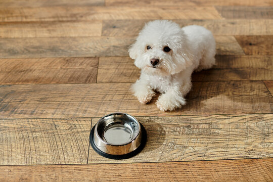 Small white dog standing next to water bowl