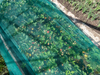 Green, nylon bird netting over strawberry plants growing and maturing fruits in a vegetable bed to...
