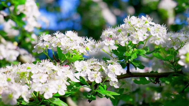 Hawthorn blossom moving gently in the summer breeze