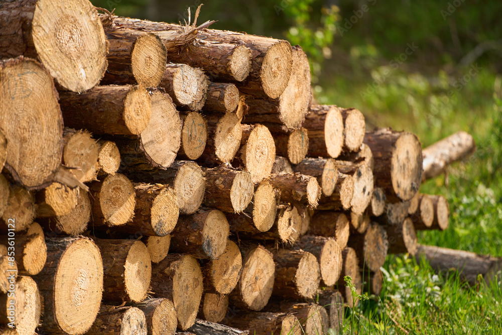 Wall mural Timber Pile Surrounded by Tree Trunks