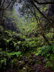 Natural wall of plants in green forest with stones and fog