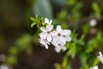 White flowers of fruit plants in nature in spring.